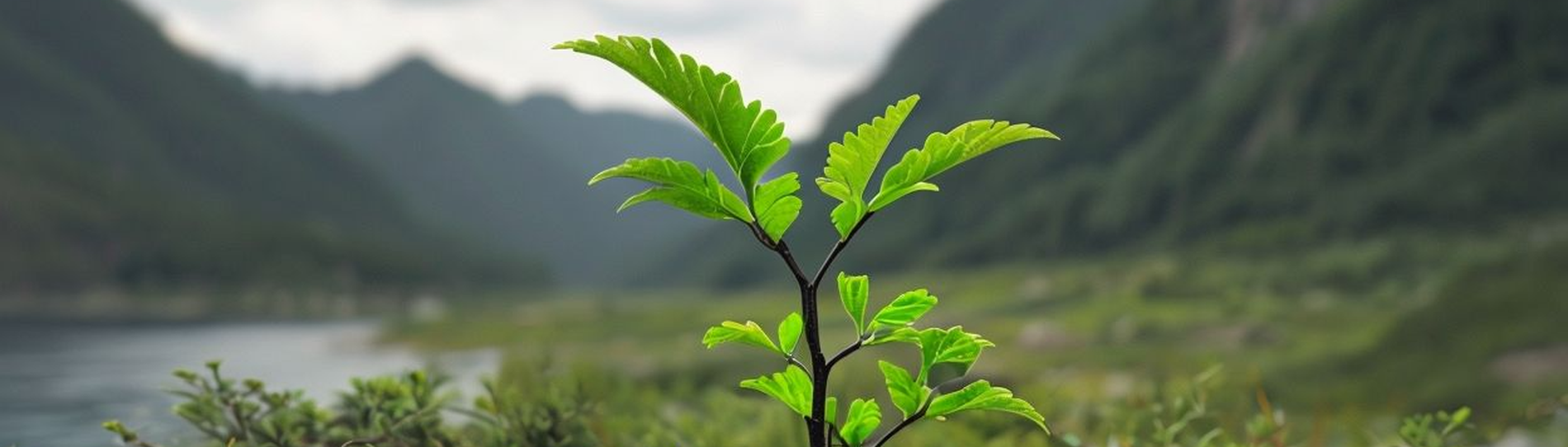 От саженцев до восстановления Экологии